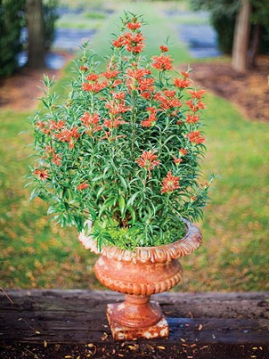 Британская ваза в вашем саду