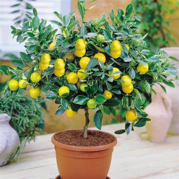 Выращивание лимона в комнате