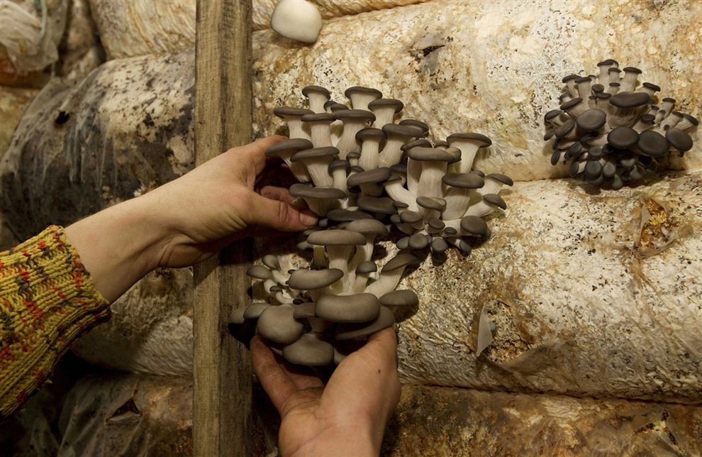 Инвестор из Китая построит уникальное производство грибов в Пензенской области