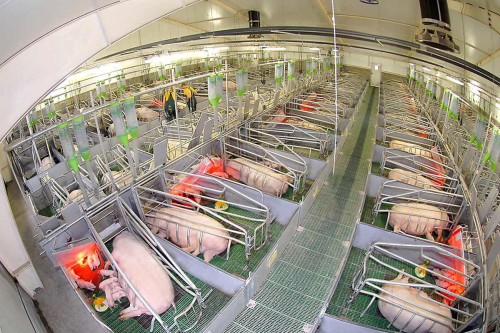 Инвесторы из Китая возведут по Рязанью мощнейший свинокомплекс за 3,4 млрд рублей