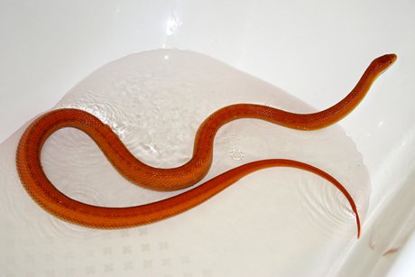 В Петербурге огромная змея заползла в квартиру по трубам канализации