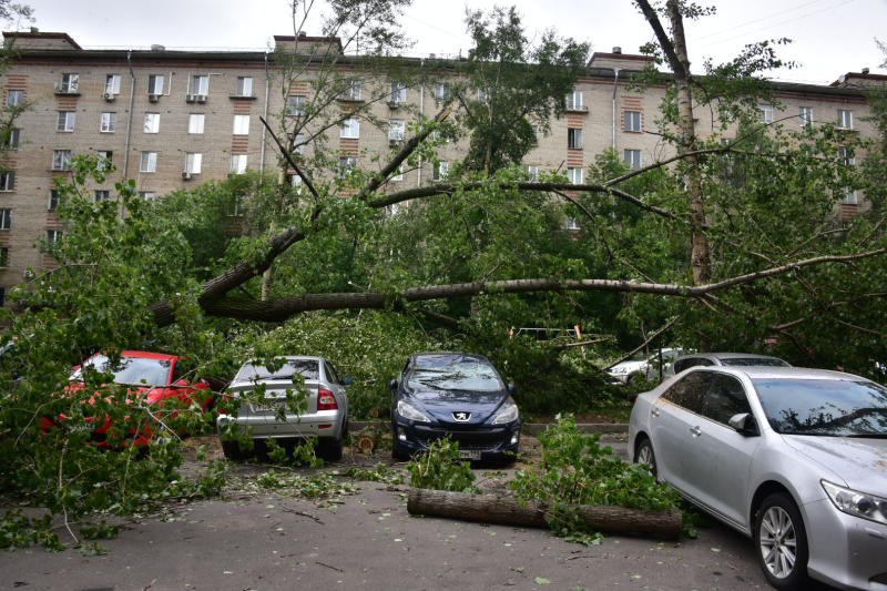Во время урагана человека раздавило упавшим деревом на юго-западе Москвы
