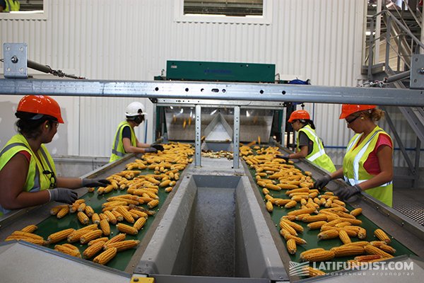 Какой мощный завод по производству семян кукурузы взведут на Кубани
