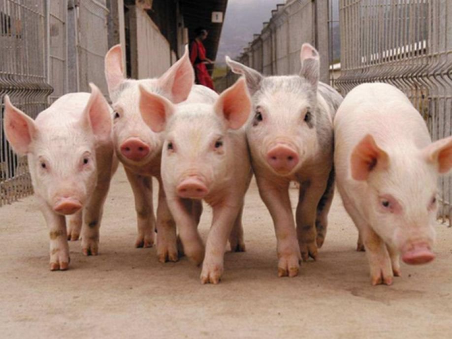 Какой крупнейший животноводческий комплекс за 22 млрд рублей построят в Тверской области