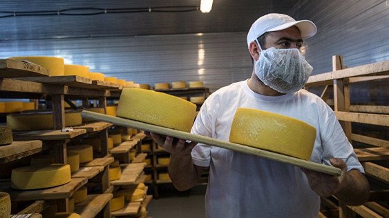 Уникальный сырный кластер скоро создадут в Подмосковье
